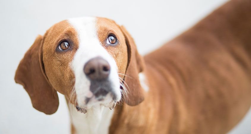 "Πολλά κρούσματα Λεϊσμανίασης σε σκύλους στο Βελεστίνο"