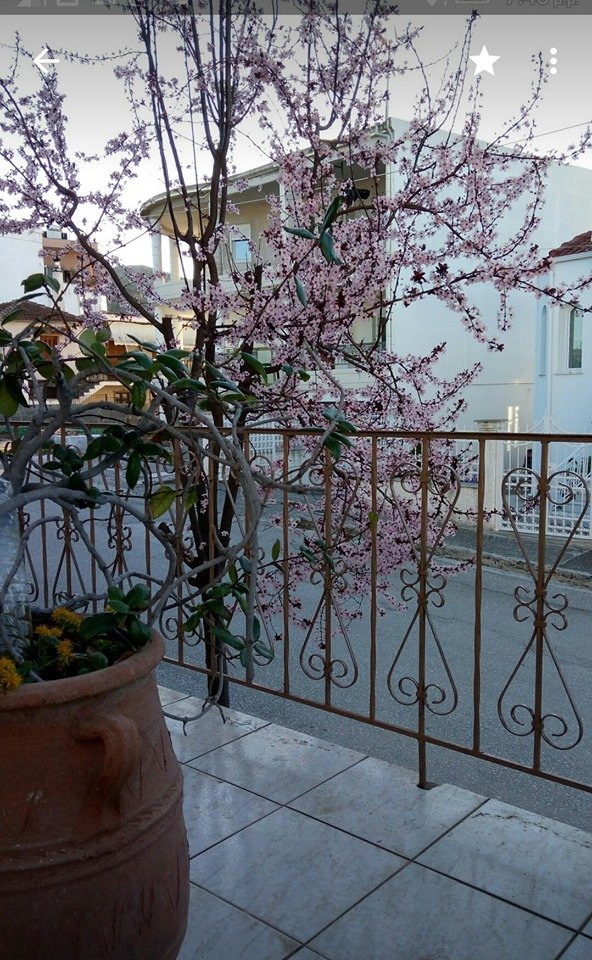 Ενοικιάζεται μονοκατοικία στο Βελεστίνο