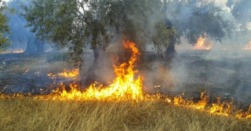 Φωτιά έκαψε 50 στρέμματα αθέριστο σιτάρι στο Αερινό