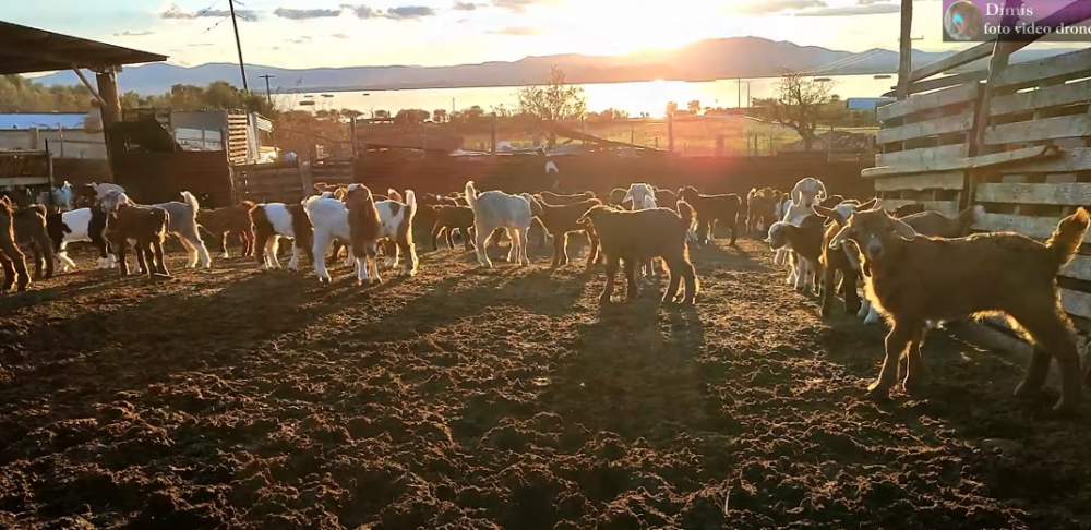 Βίντεο: Κτηνοτροφία δίπλα στην Κάρλα