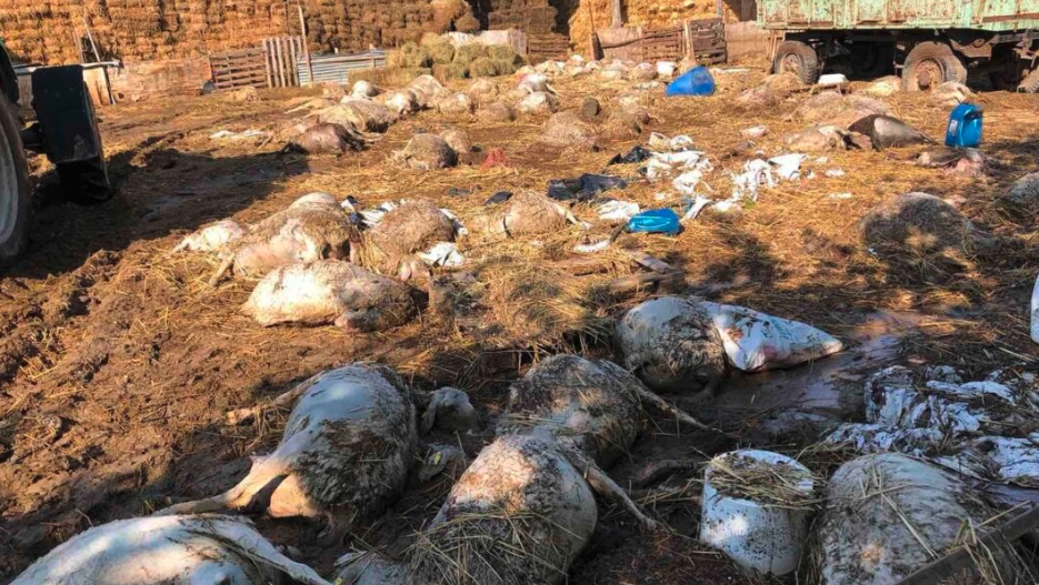 Yγειονομική βόμβα τα νεκρά ζώα στον Δήμο και την Μαγνησία