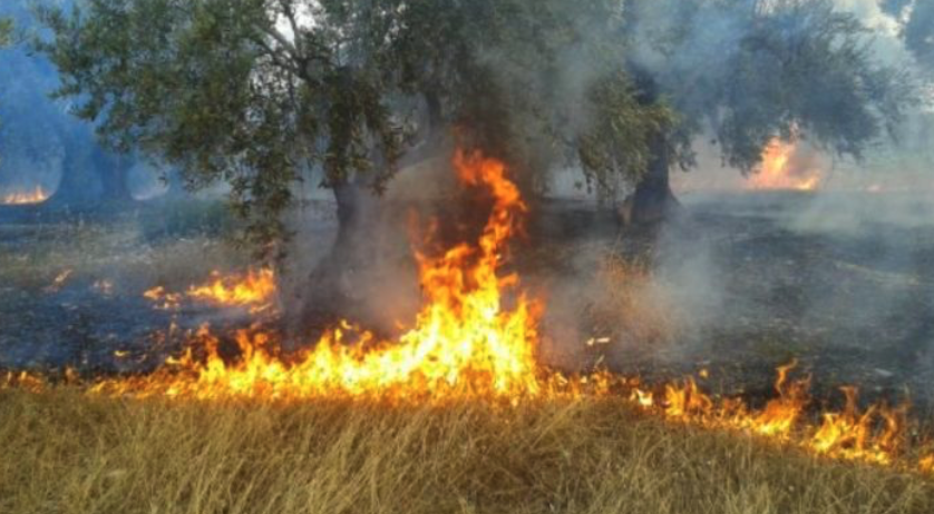 Κάηκαν εκτάσεις με αθέριστο σιτάρι σε Στεφανοβίκειο και Ριζόμυλο