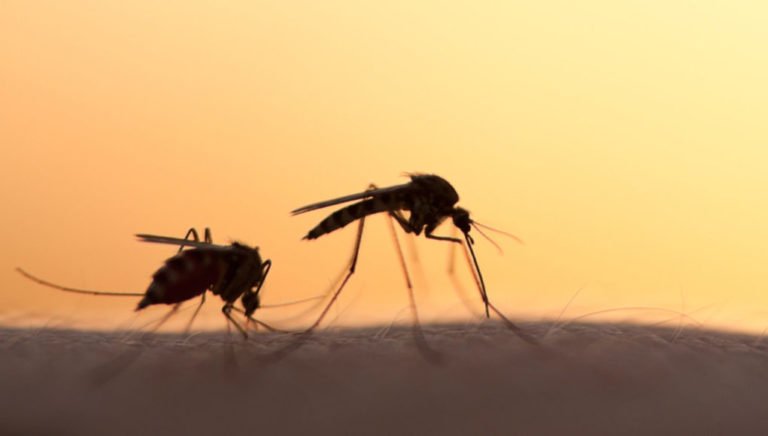 Συστάσεις της Διεύθυνσης Δημόσιας Υγείας για προστασία από τα κουνούπια