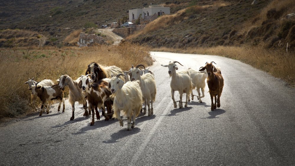 Δώδεκα ερωταπαντήσεις για την πανώλη στα αιγοπρόβατα