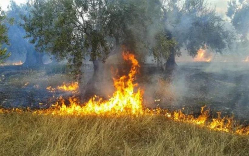 Εσβησε η φωτιά στο Διμήνι – Κάηκαν ελαιόδεντρα και ξερά χόρτα