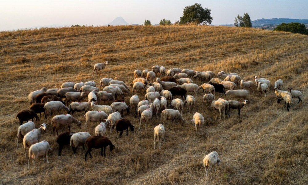 Ζητούν υπεύθυνη ενημέρωση για την πανώλη οι κτηνοτρόφοι