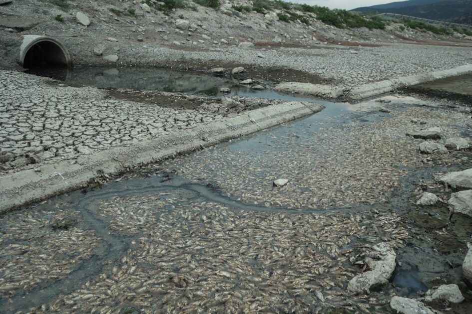 Αυτοψία στην Κάρλα: Νεκρά ψάρια σε περιοχές δίπλα στη λίμνη 