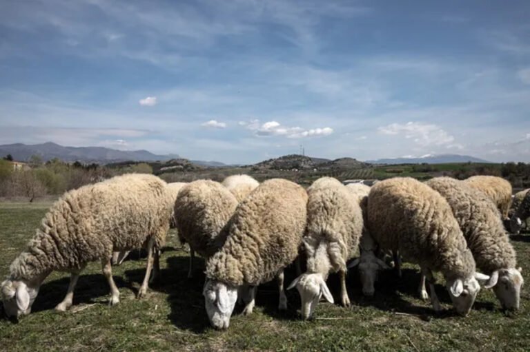 Συναγερμός και στην Μαγνησία για την ευλογιά των προβάτων