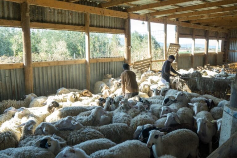 Μαγνησία: Νέο κρούσμα ευλογιάς των προβάτων στον Πτελεό