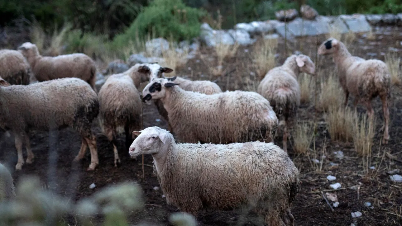 Υγειονομική βόμβα τα νεκρά πρόβατα σε χείμαρρο στον Αλμυρό - Παρέμβαση Εισαγγελέα