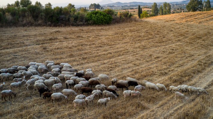 Στήριξη των πληγέντων από τις ζωονόσους κτηνοτρόφων