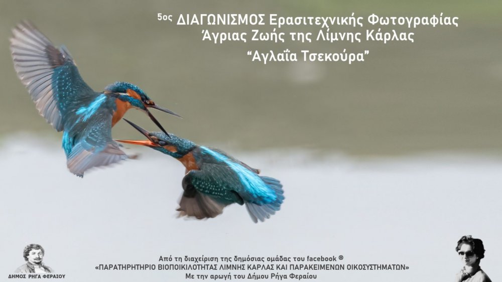 Ο 5ος Διαγωνισμός Ερασιτεχνικής Φωτογραφίας Άγριας Ζωής της Λίμνης Κάρλας