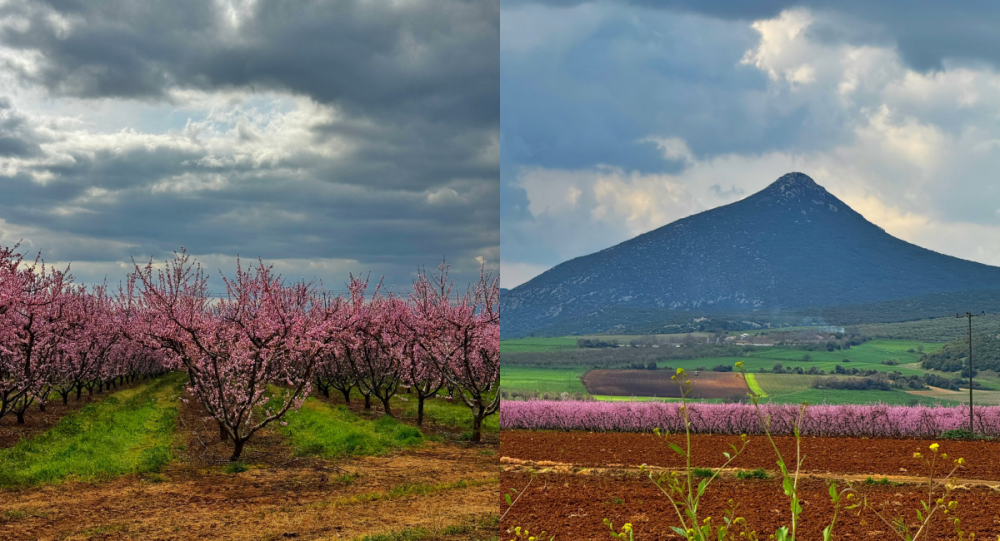 Οι ολάνθιστες ροδακινιές της Κοκκίνας