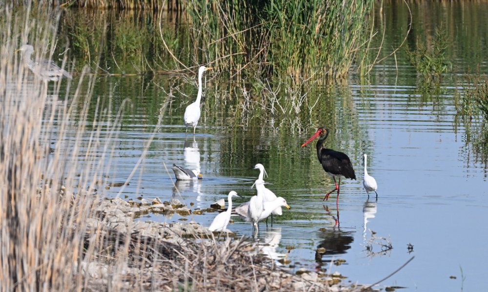 Ο σπάνιος Μαυροπελαργός που εθεάθη στην Κάρλα