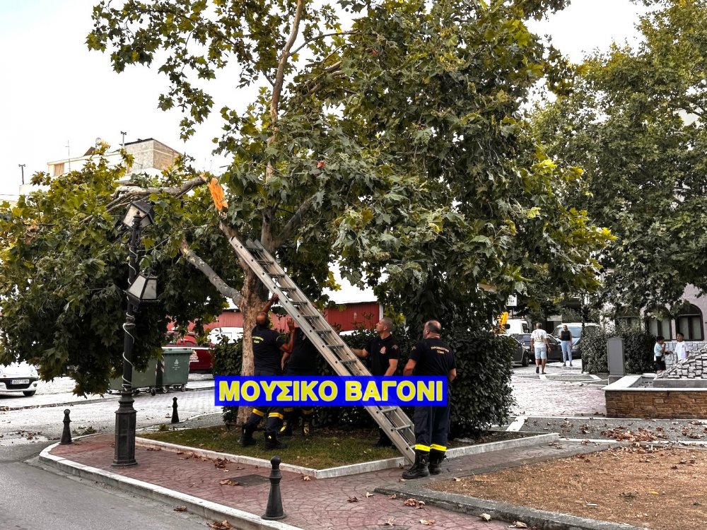Πτώση κλαδιού στην πλατεία Ρήγα Φεραίου