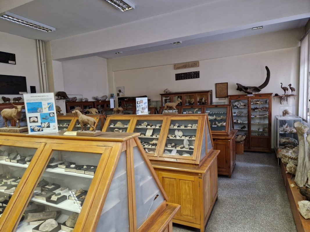 Ένα ιδιαίτερο εύρημα είναι μια νέα αντιλόπη, που ονομάστηκε Pheraios chryssomallos
