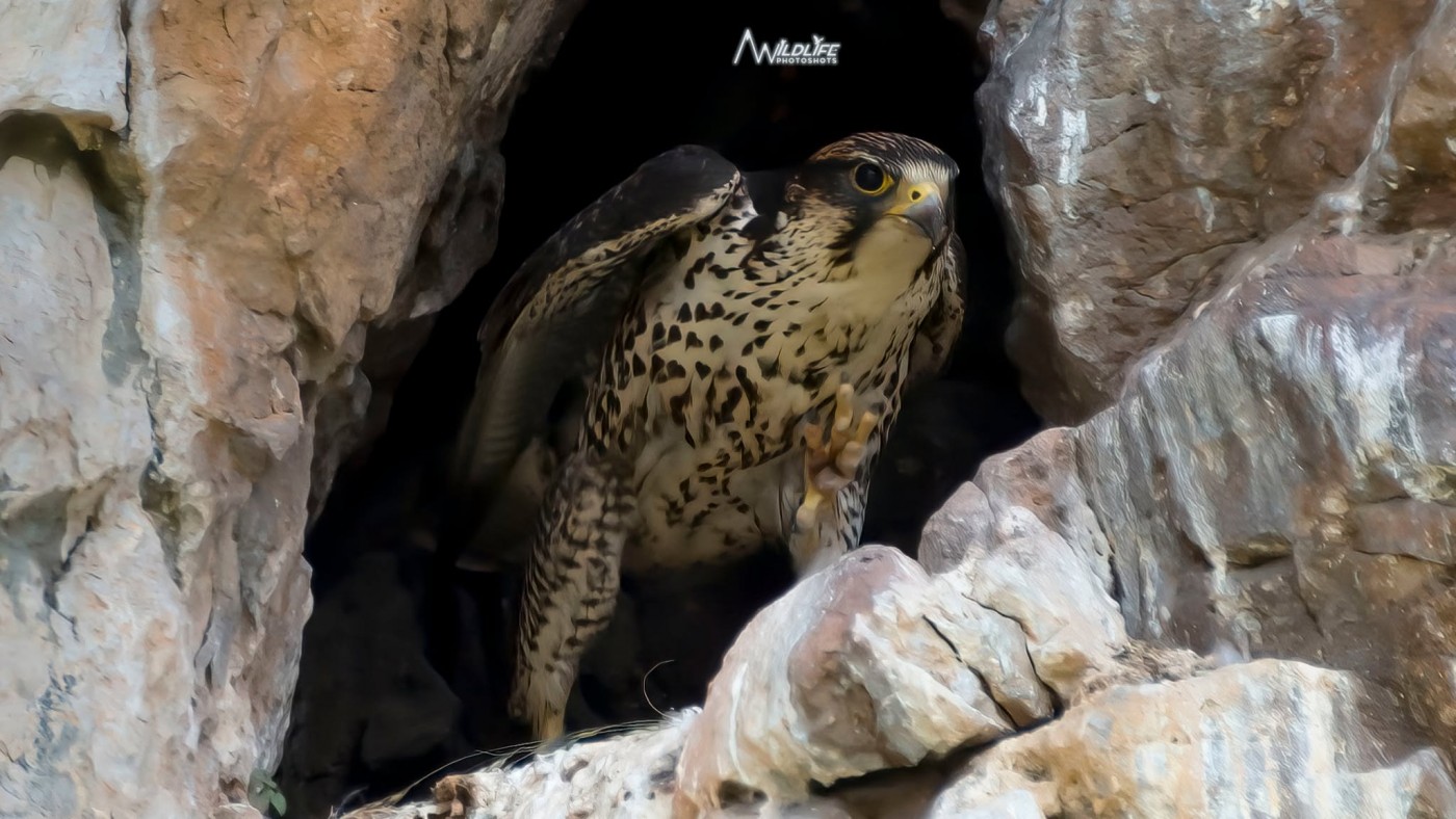 Το Χρυσογέρακο είναι είδος γνήσιου γερακιού, που απαντά και στον ελλαδικό χώρο. Η επιστημονική του ονομασία είναι Falco biarmicus, και περιλαμβάνει 5 υποείδη. Στην Ελλάδα απαντά το υποείδος F. b. feldeggii