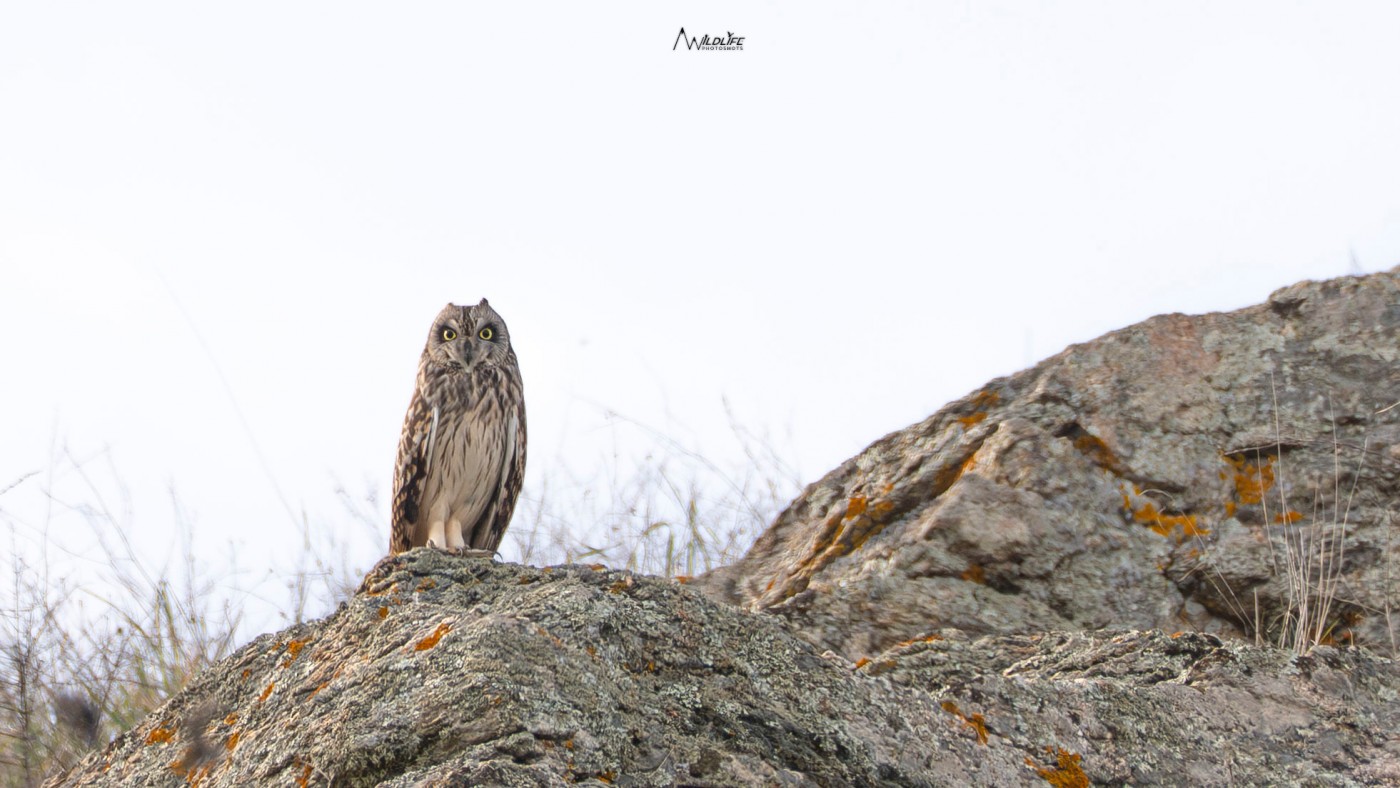 Ο βαλτόμπουφος είναι είδος της τυπικής κουκουβάγιας. Είναι αρπακτικό πουλί, μήκους 40 περίπου εκατοστών. Ξεχωρίζει από το μεγάλο στρογγυλό κεφάλι του και τους μόλις ορατούς θυσάνους στα αυτιά